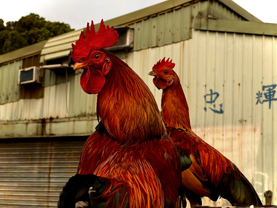 roosters900